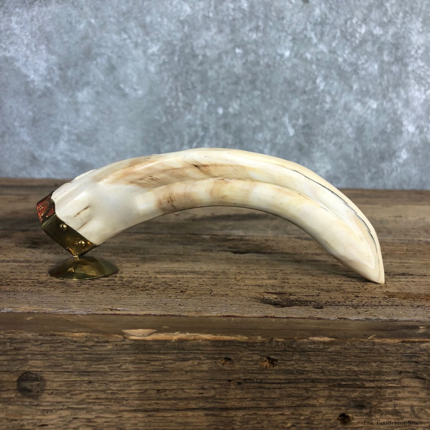 Carved Warthog Tooth For Sale #19968 @ The Taxidermy Store