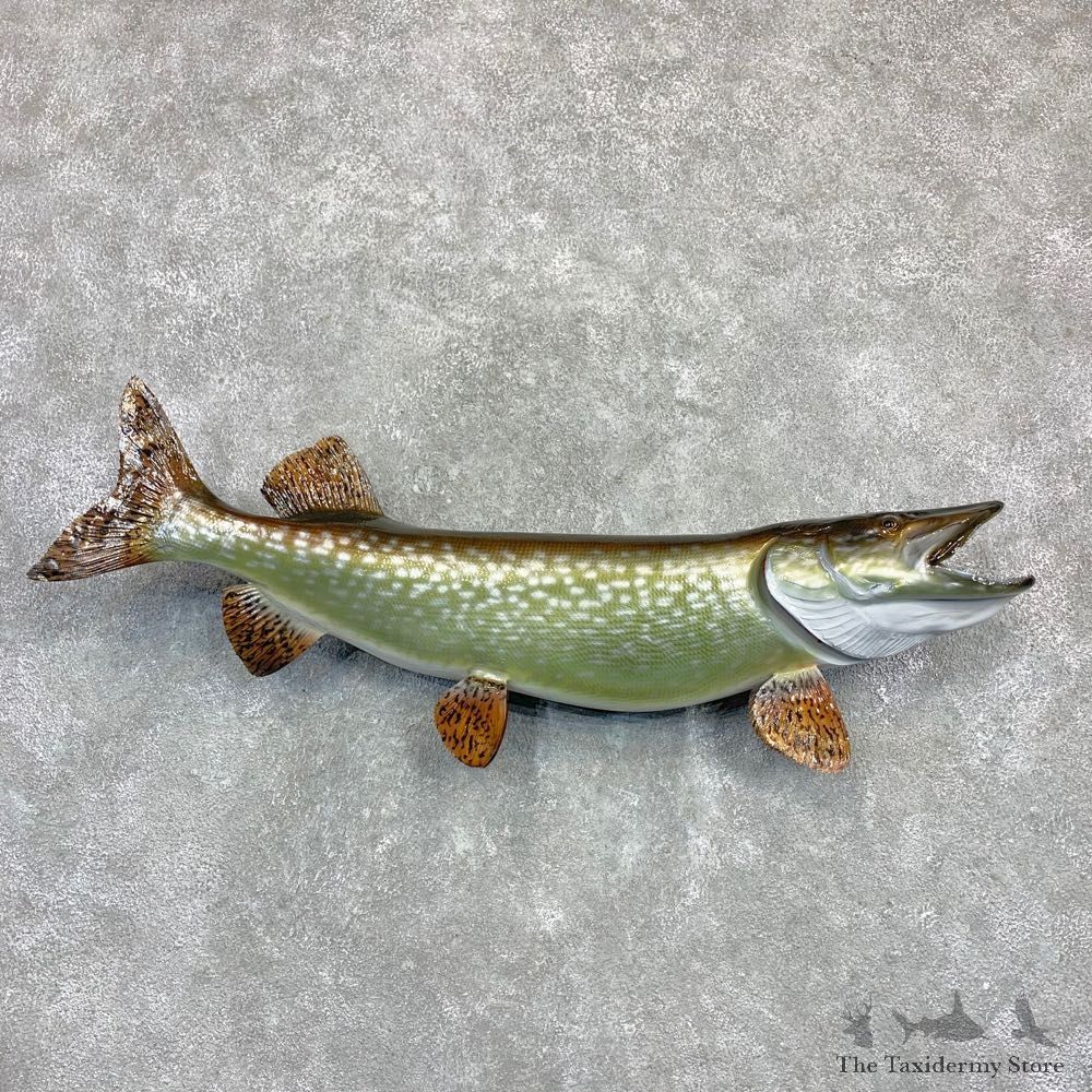 Reproduction Northern Pike Fish Taxidermy Mount For Sale #23159 @ The Taxidermy Store