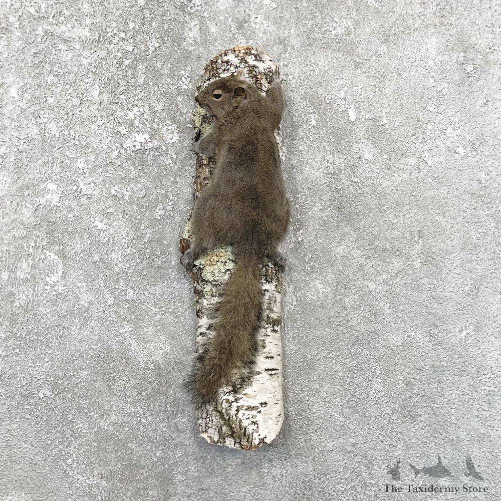 Grey Squirrel Life-Size Mount For Sale #25079 @ The Taxidermy Store