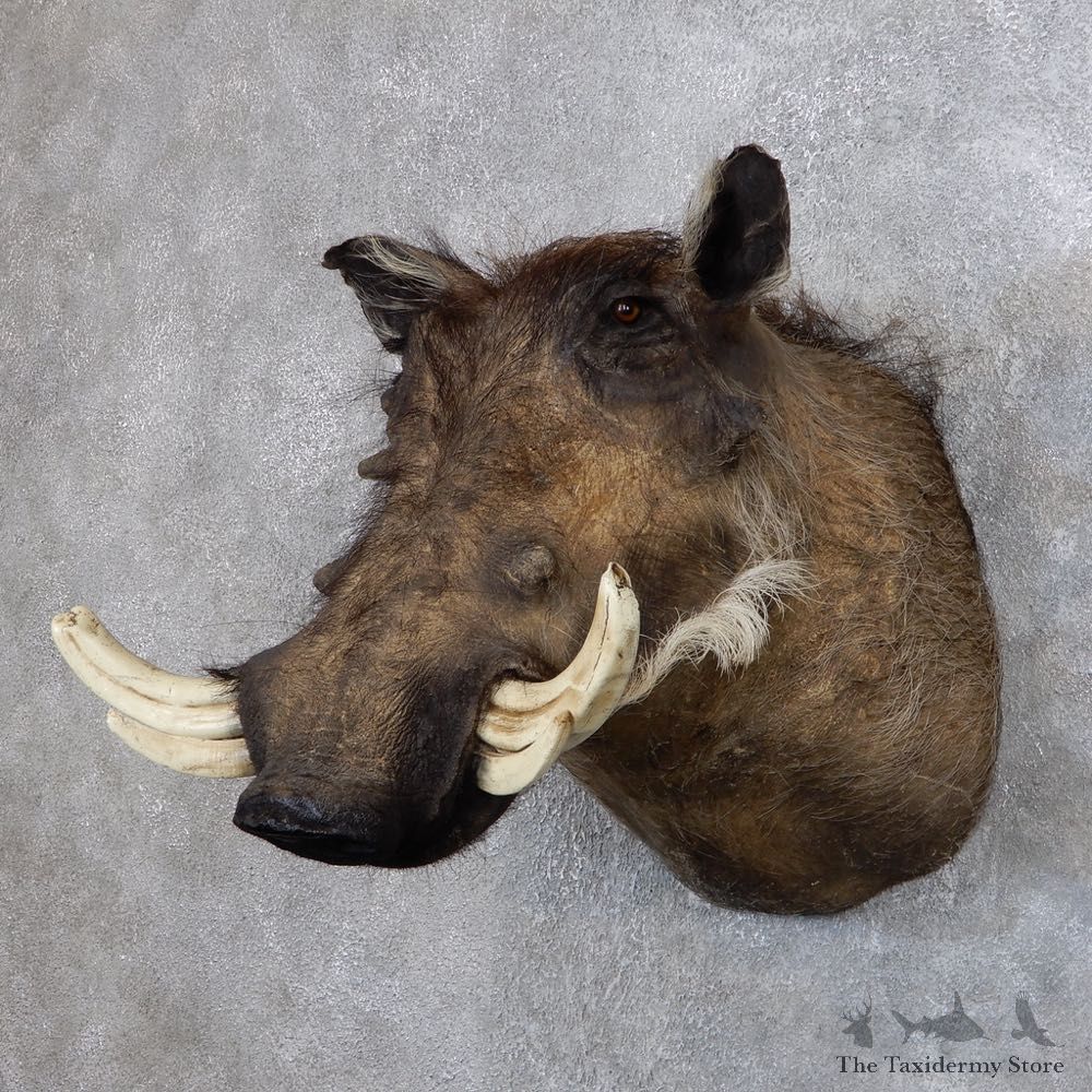 African Warthog Shoulder Mount For Sale #18730 @ The Taxidermy Store