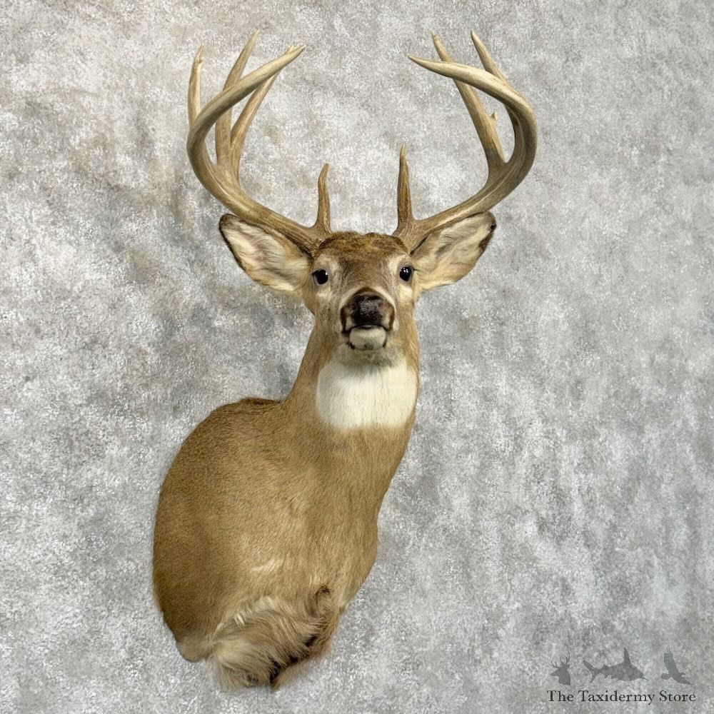 Whitetail Deer Shoulder Mount For Sale #29027 @ The Taxidermy Store