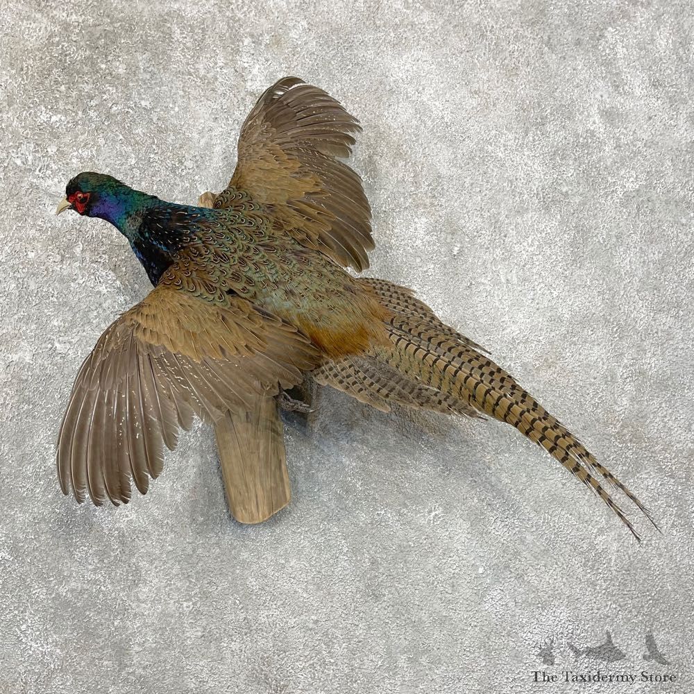 Green Pheasant Taxidermy Mount #24781 For Sale @ The Taxidermy Store