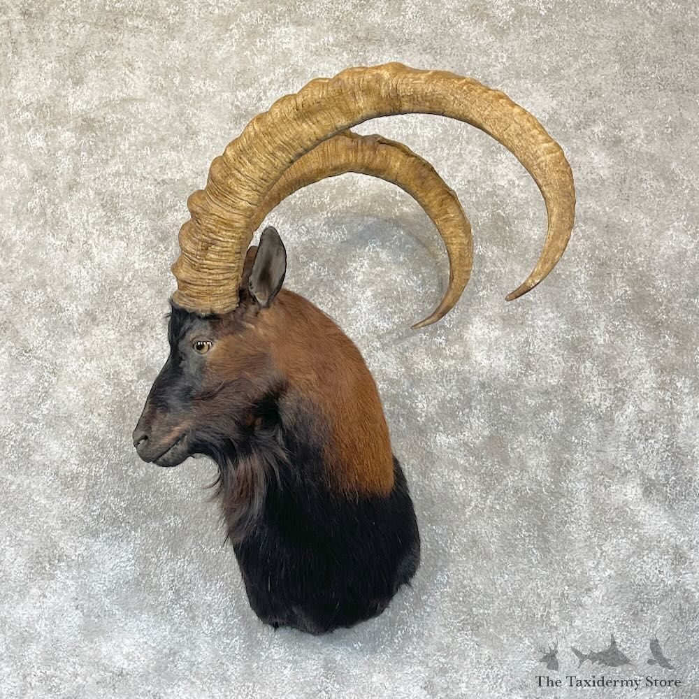 Hybrid Ibex Shoulder Mount For Sale #28281 @ The Taxidermy Store
