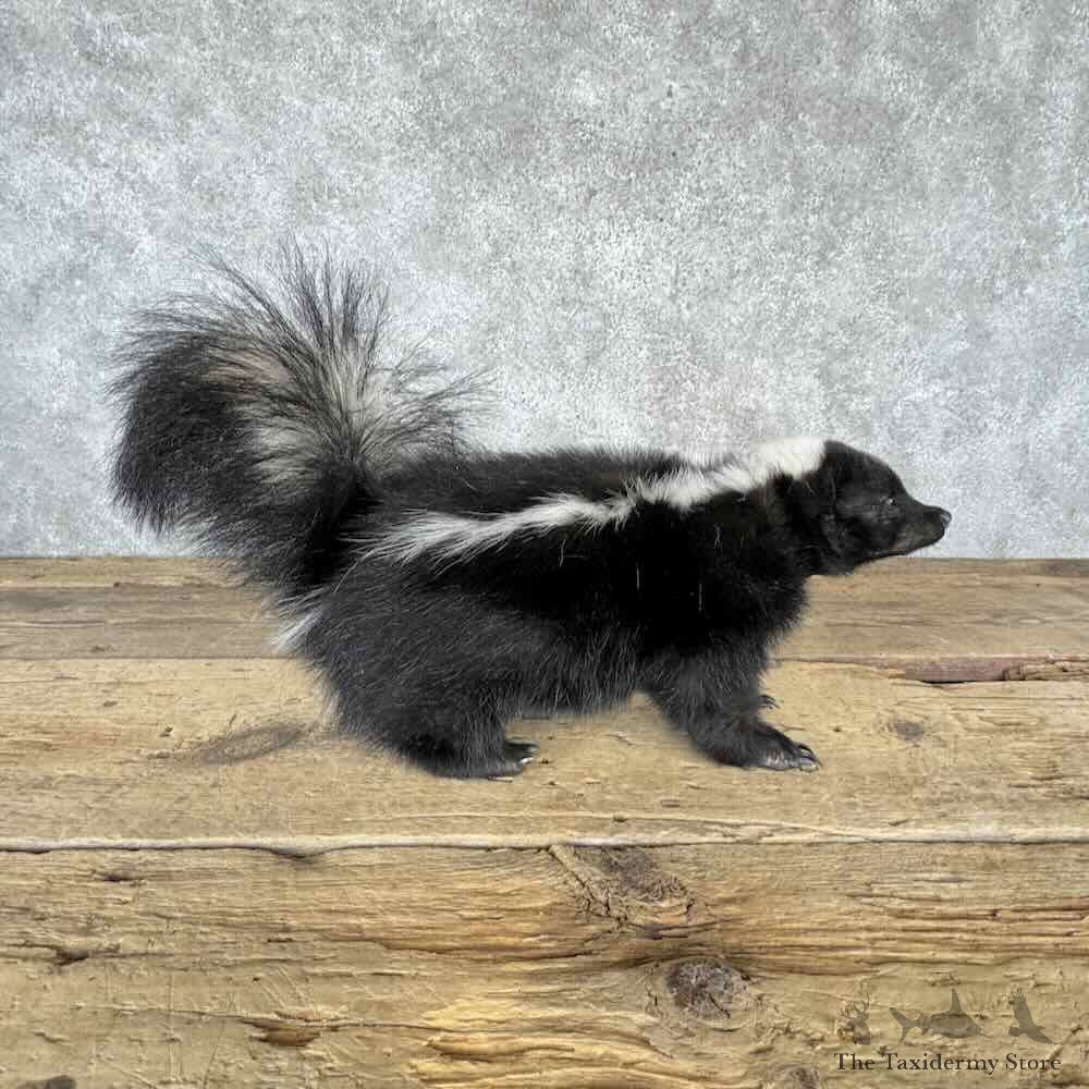 Striped Skunk Life Size Mount For Sale #32288 @ The Taxidermy Store