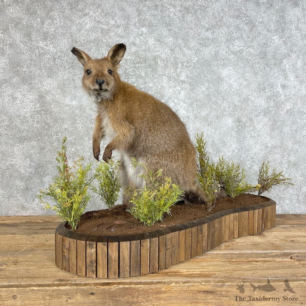 Wallaby Life-Size Taxidermy Mount For Sale #25801 @ The Taxidermy Store