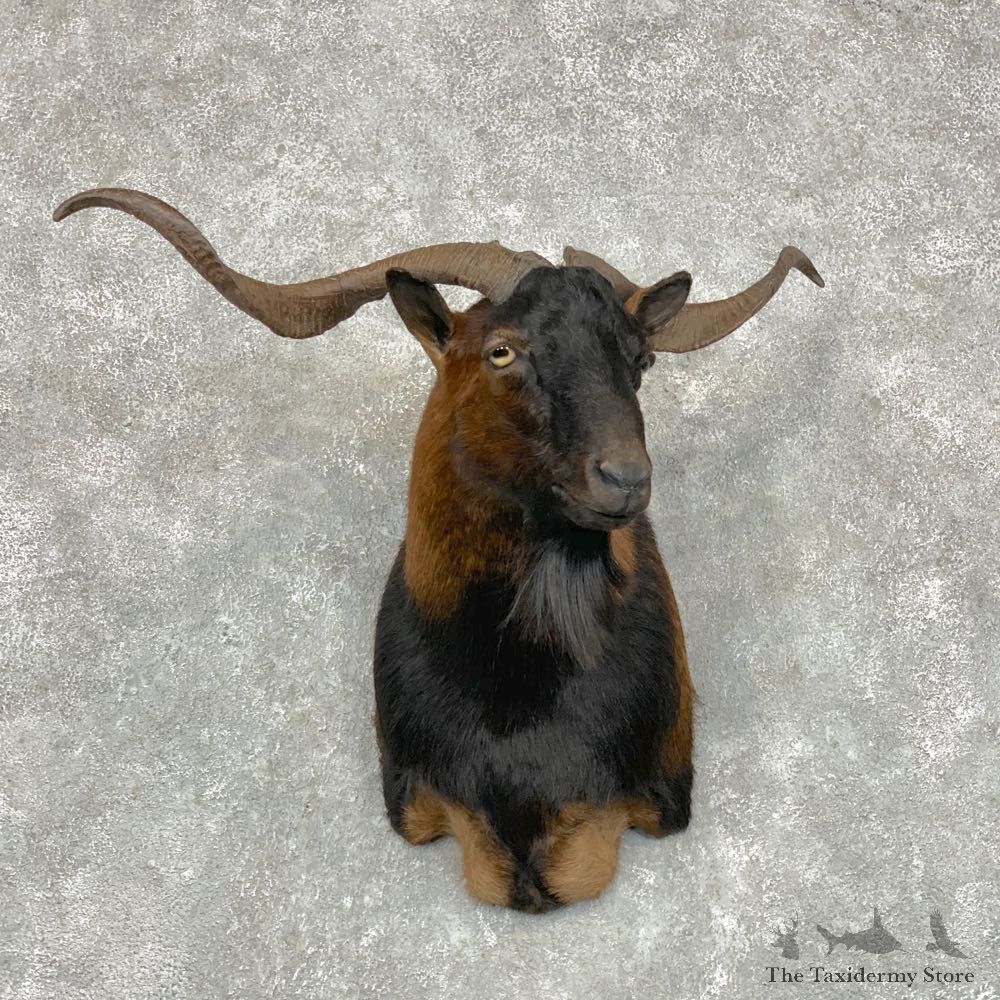 Catalina Goat Shoulder Mount For Sale #23491 @ The Taxidermy Store