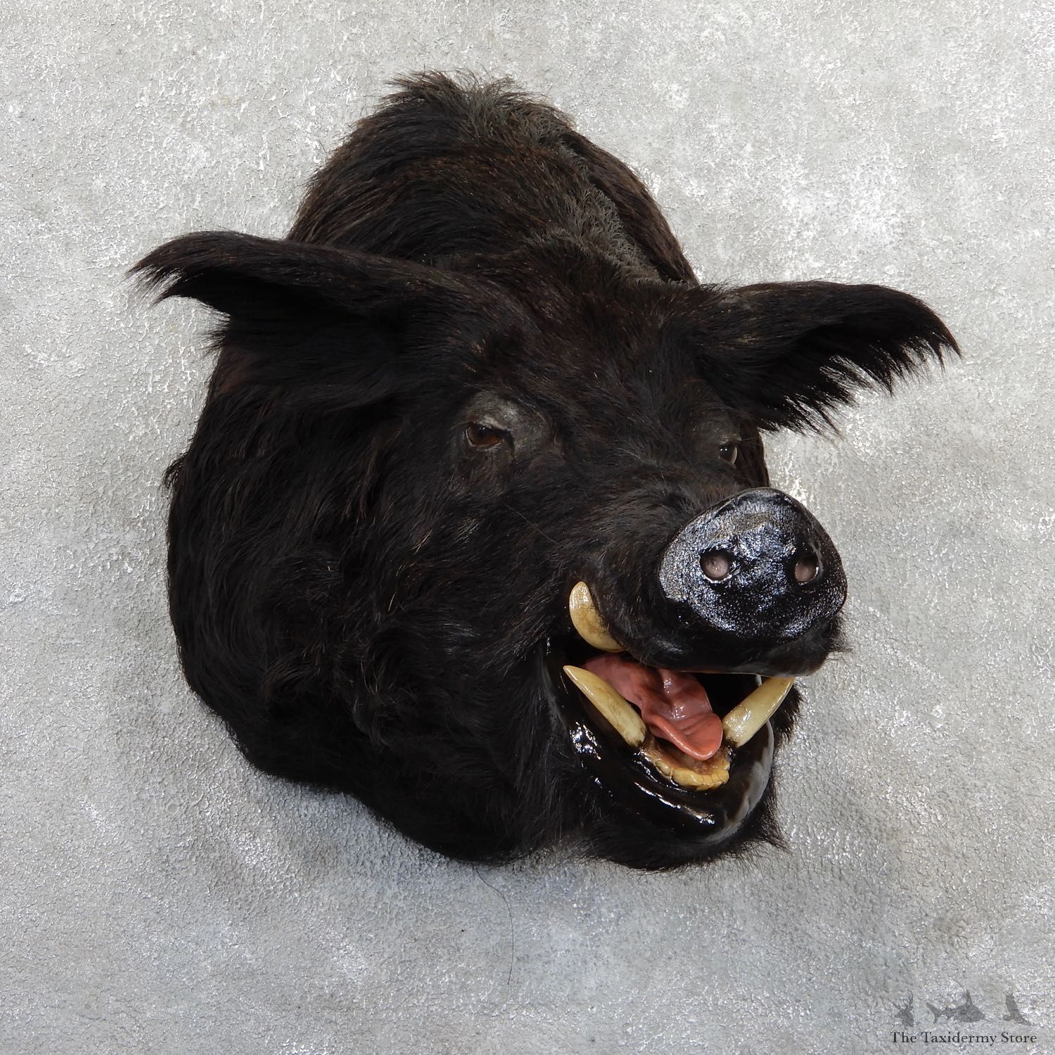 Feral Boar Shoulder Mount For Sale #19641 @ The Taxidermy Store