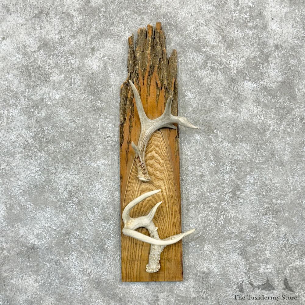 Whitetail Deer Antler Hat Rack For Sale #28988 @ The Taxidermy Store
