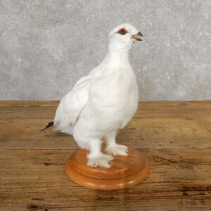 Ptarmigan Mount For Sale #19760 @ The Taxidermy Store