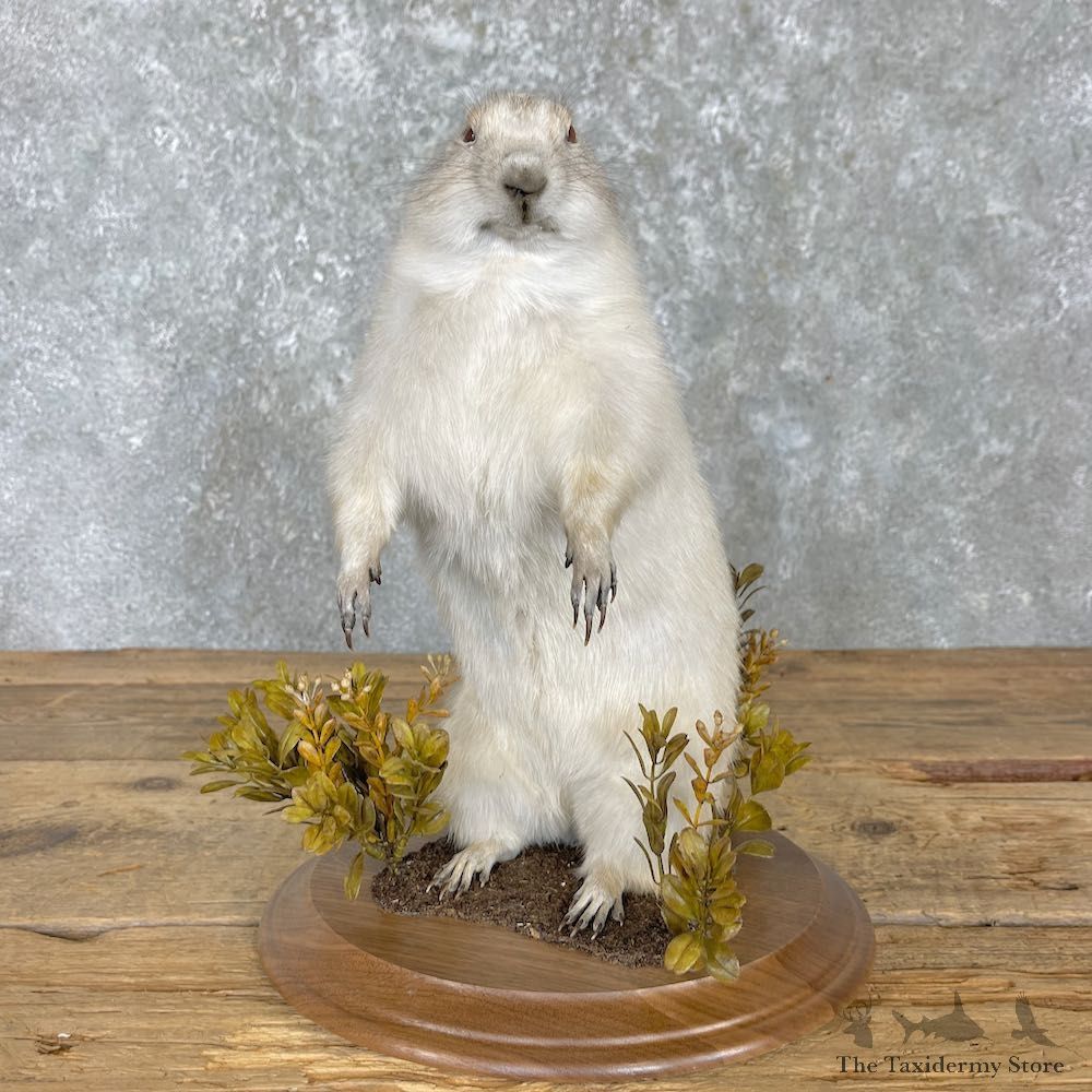Albino Prairie Dog Life-Size Mount For Sale #27180 @ The Taxidermy Store