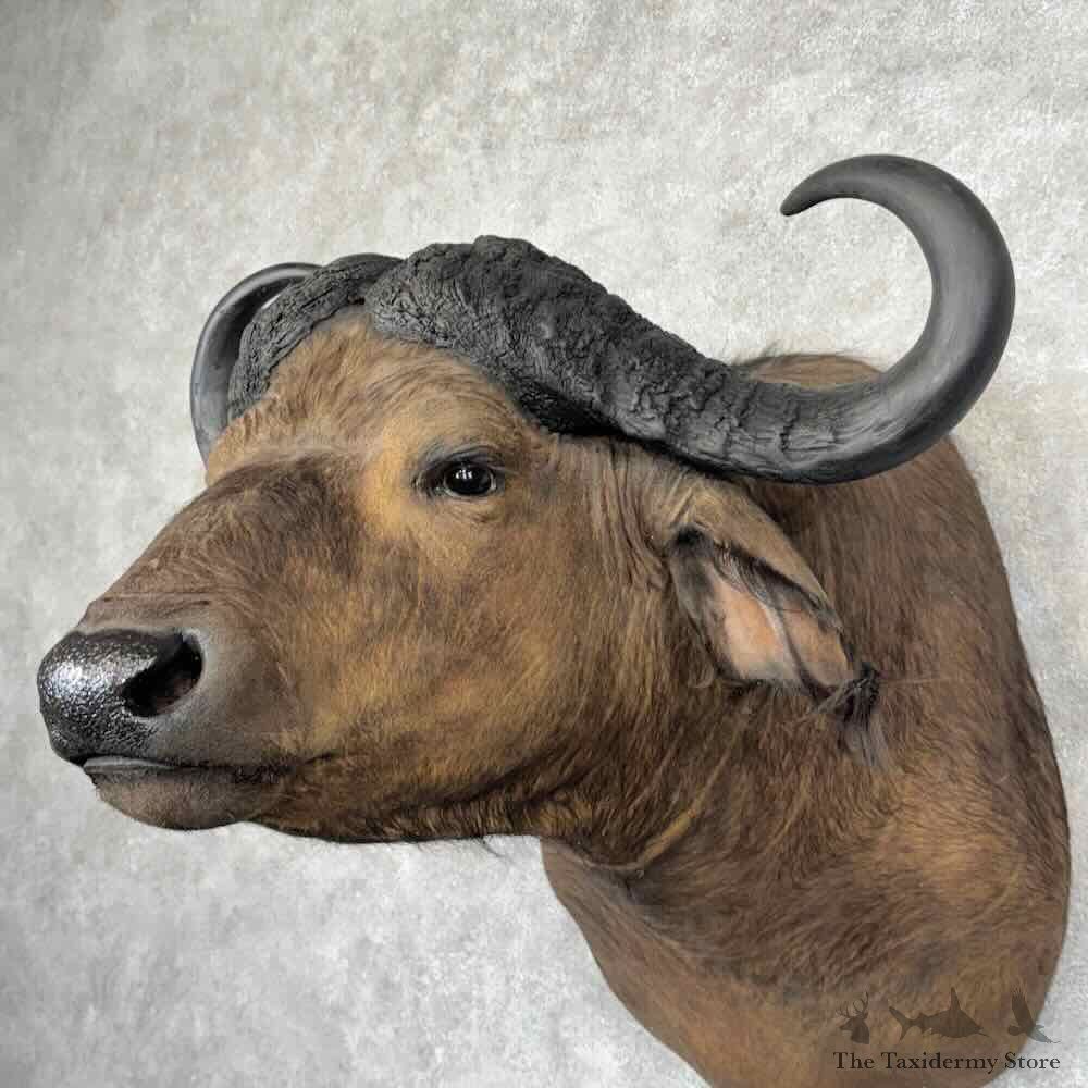 African Cape Buffalo Shoulder Mount For Sale #32163 @ The Taxidermy Store