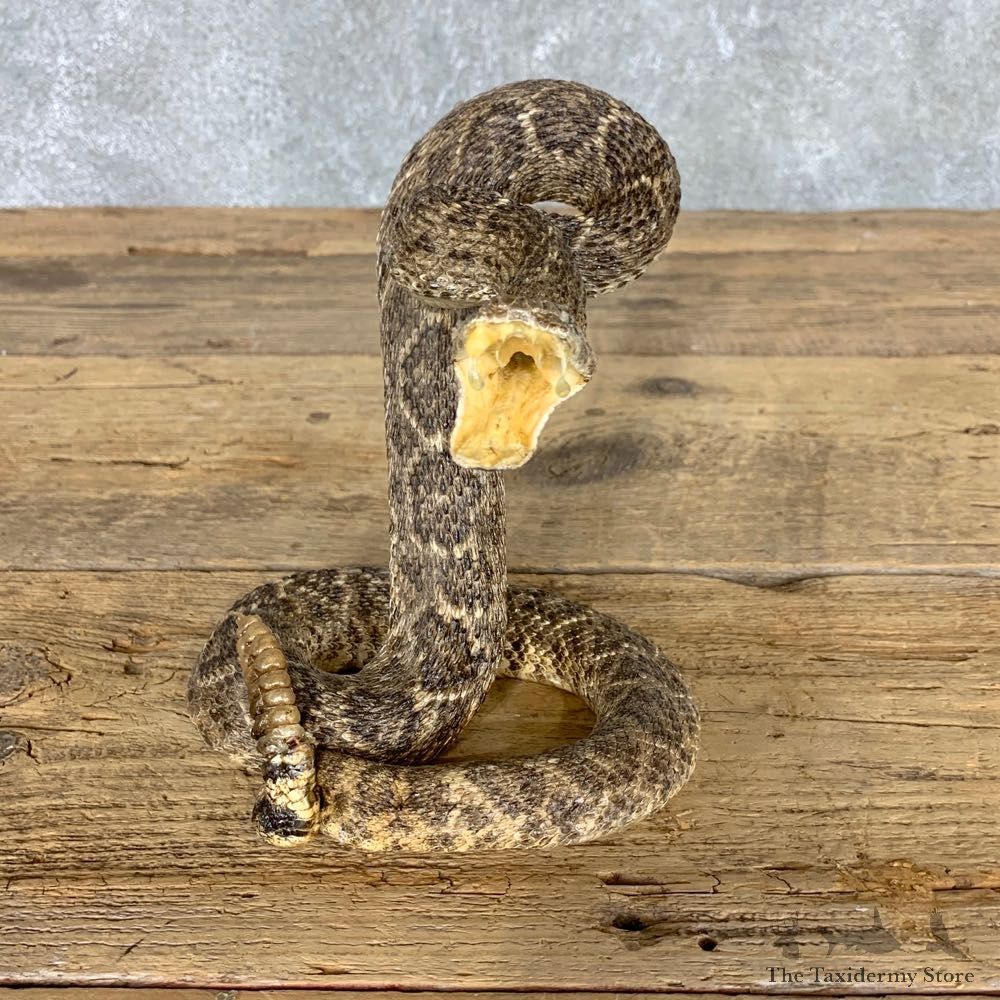 Western Diamondback Rattlesnake Mount For Sale #22458 @ The Taxidermy Store