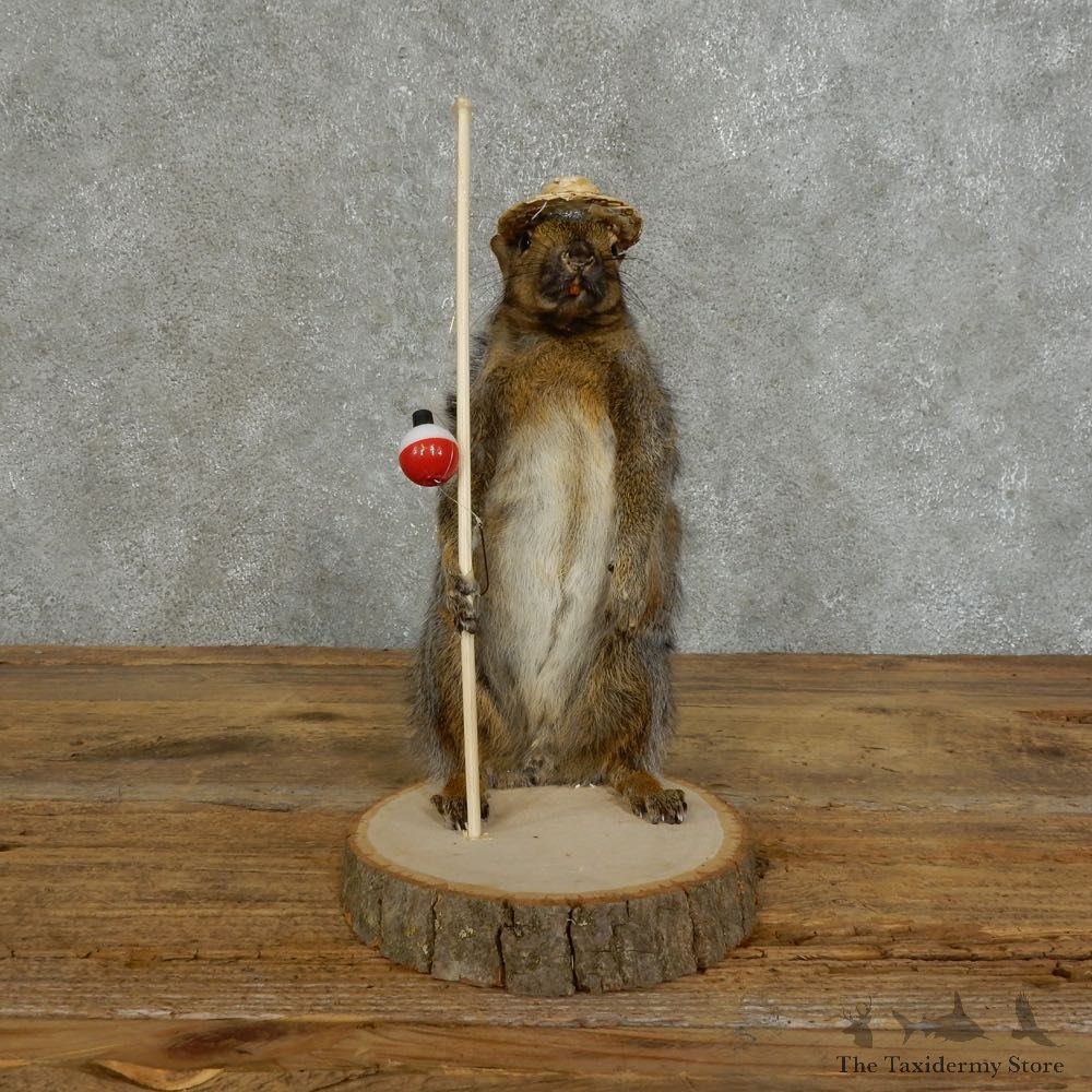 Fishing Squirrel Novelty Mount For Sale #16112 @ The Taxidermy Store