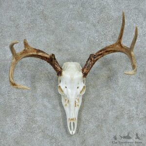 Whitetail Deer Skull & Antler European Mount #13489 For Sale @ The Taxidermy Store