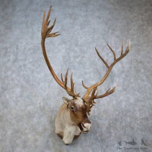Barren Ground Caribou Shoulder Mount For Sale #15804 @ The Taxidermy Store