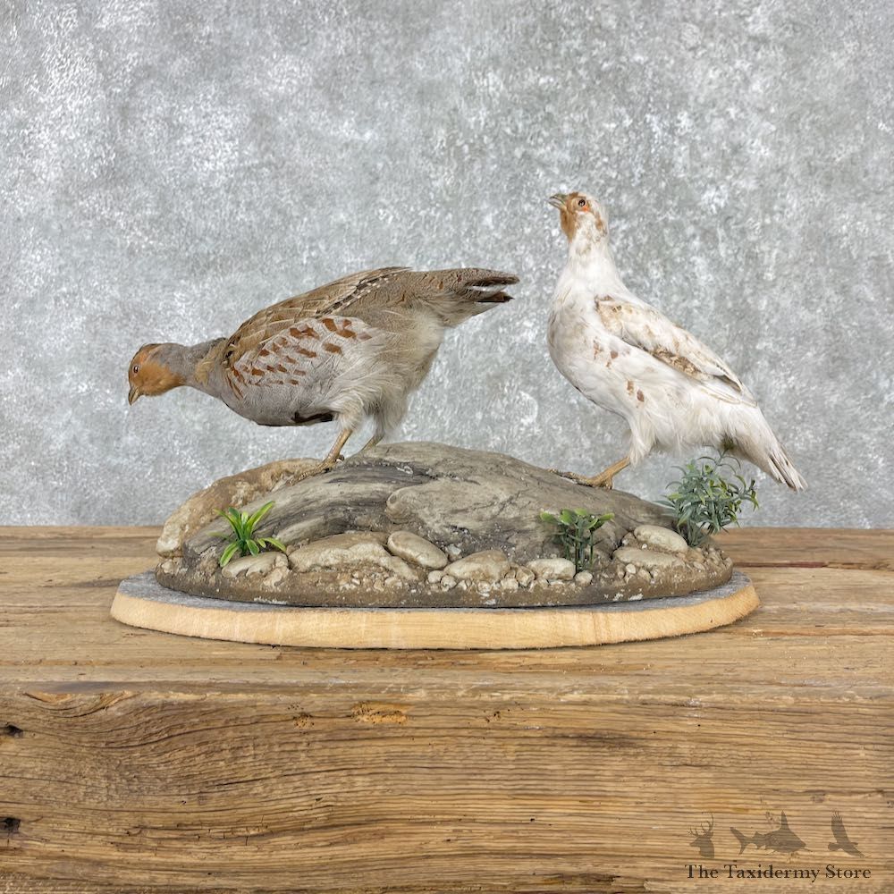 Hungarian Taxidermy Mount For Sale #26008 @ The Taxidermy Store