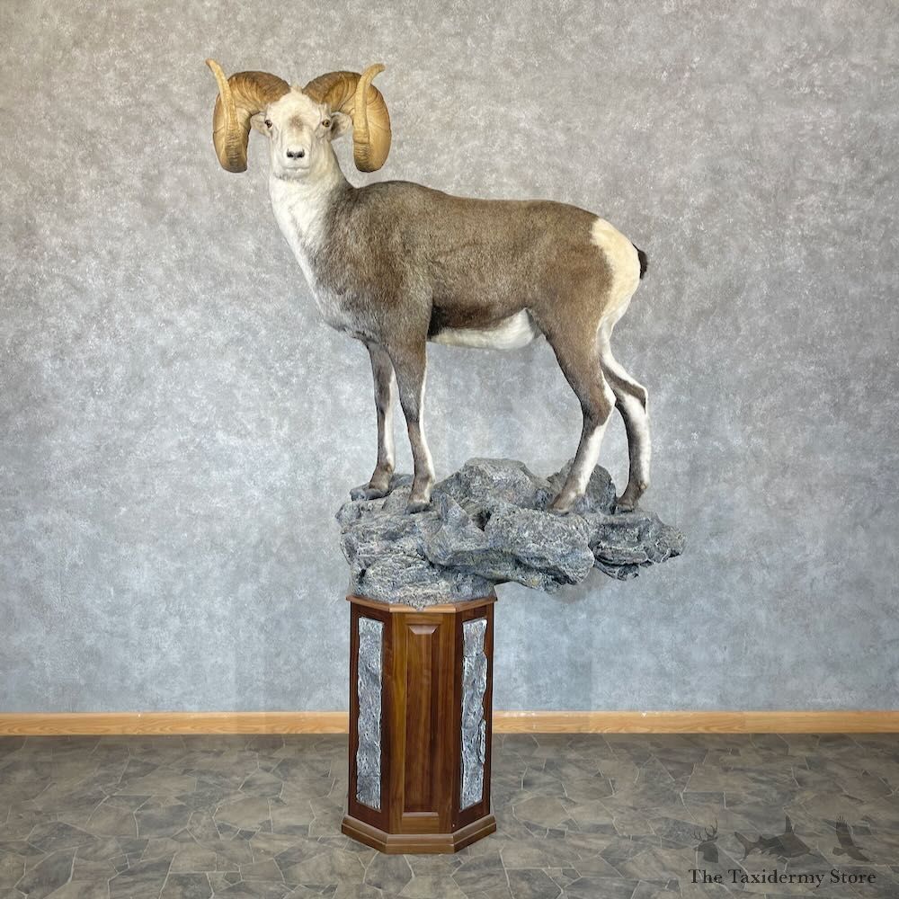 Stone Sheep Life-Size Mount For Sale #28096 @ The Taxidermy Store