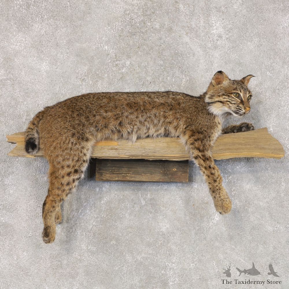 Bobcat Life-Size Mount For Sale #22589 @ The Taxidermy Store