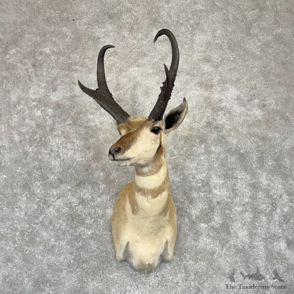 Pronghorn Shoulder Mount For Sale #29963 @ The Taxidermy Store