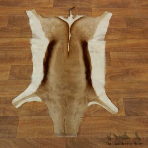 Springbok Hide Mount For Sale #17879 @ The Taxidermy Store