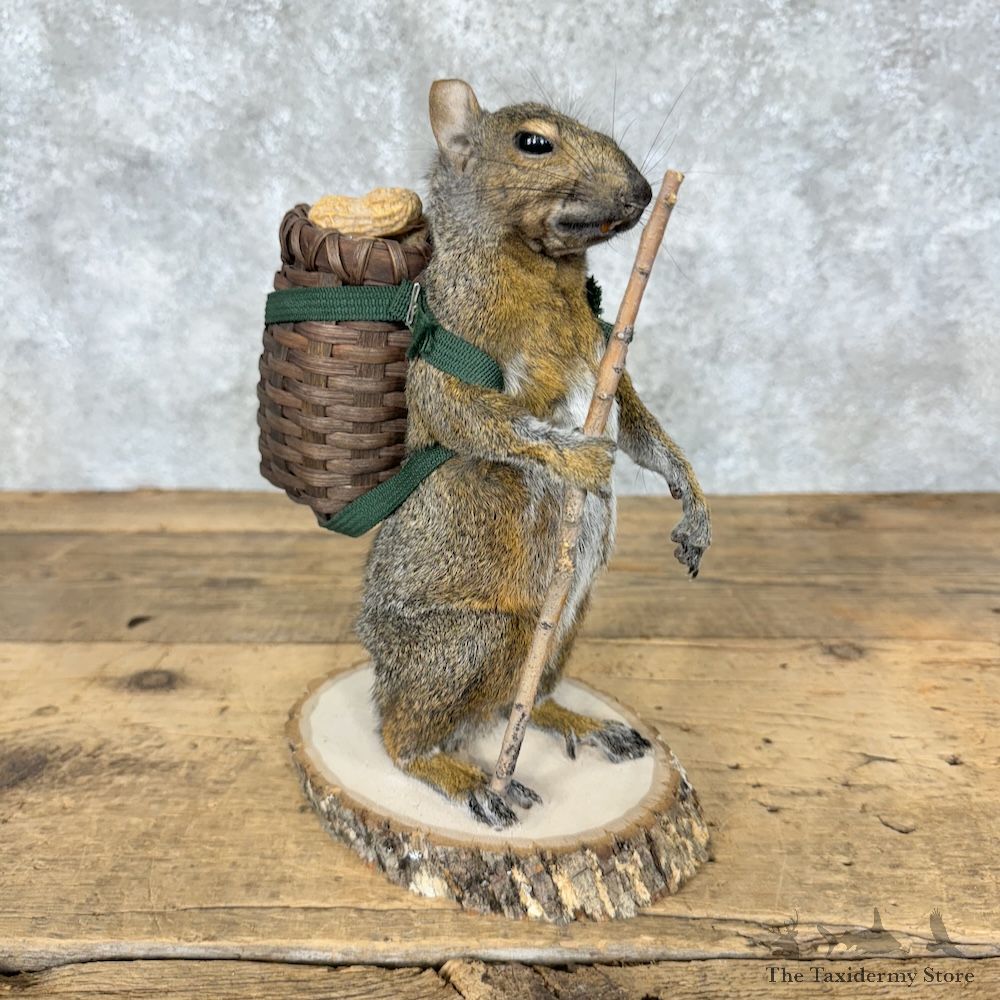 Hiking Squirrel Novelty Mount For Sale #29526 @ The Taxidermy Store