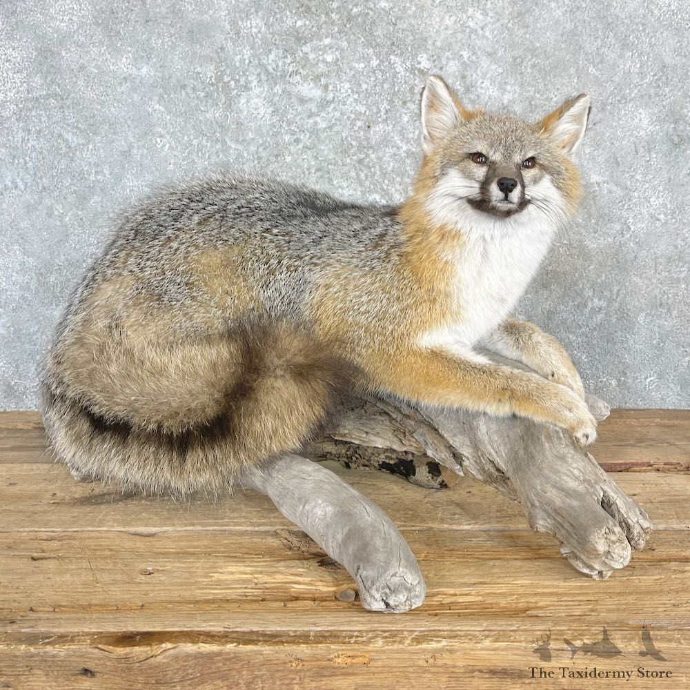Grey Fox Life-Size Mount For Sale #27195 @ The Taxidermy Store