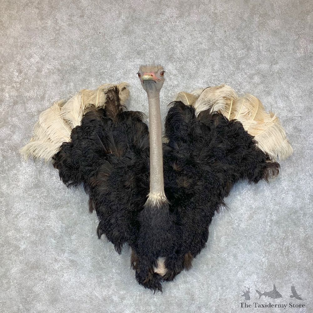 Ostrich Half-Life-Size Mount For Sale #23437 @ The Taxidermy Store