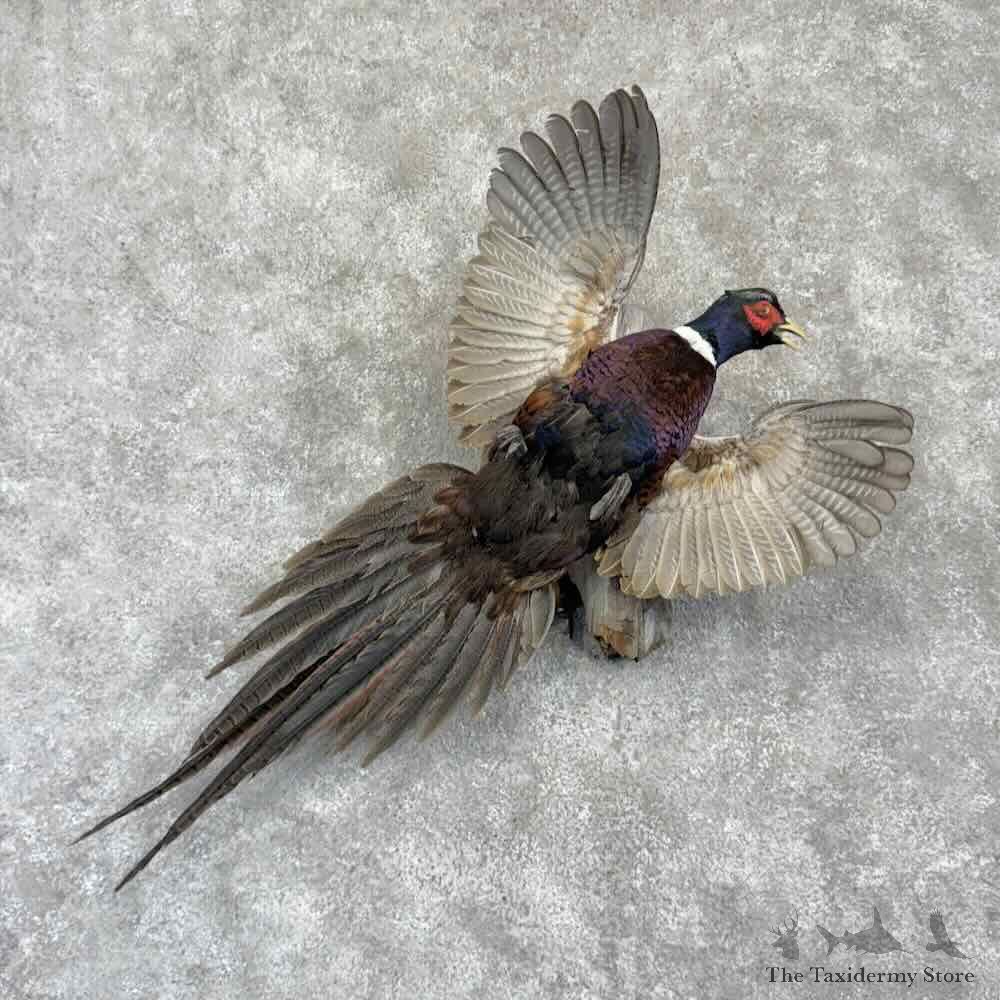 Ringneck Pheasant Bird Mount For Sale #32249 @ The Taxidermy Store