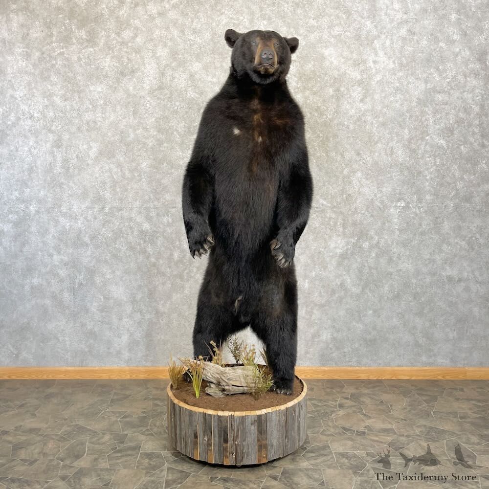 Black Bear Life-Size Mount For Sale #27792 @ The Taxidermy Store