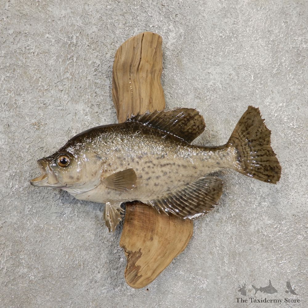 Black Crappie Taxidermy Fish Mount #20926 For Sale @ The Taxidermy Store