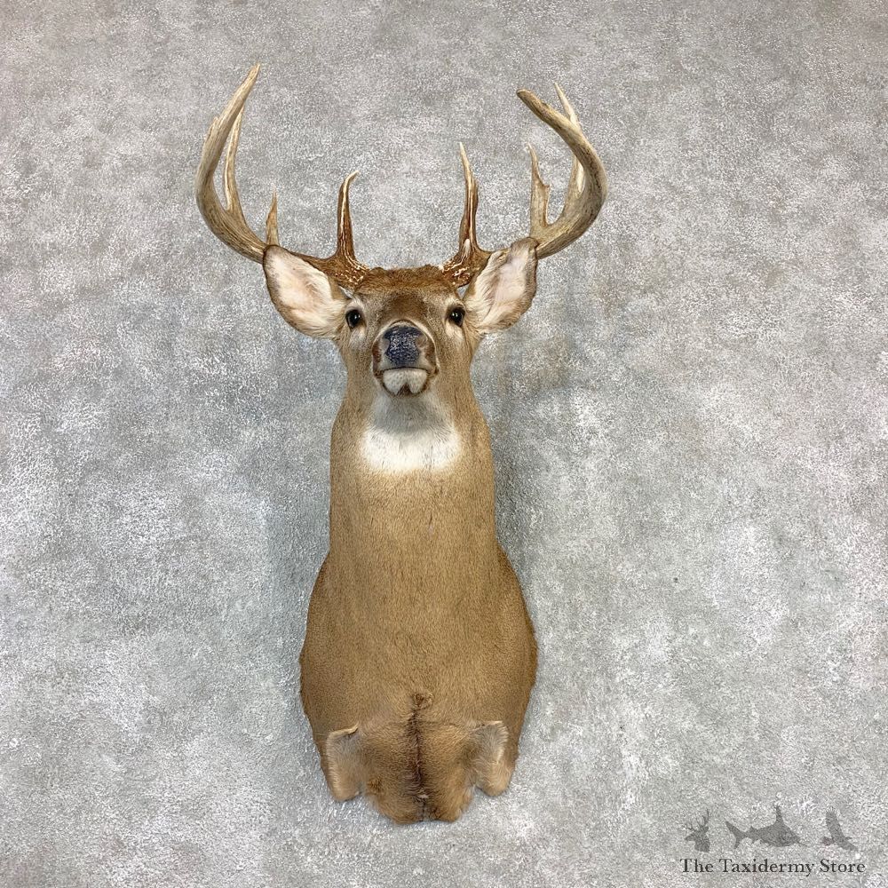 Whitetail Deer Shoulder Mount #21981 For Sale - The Taxidermy Store