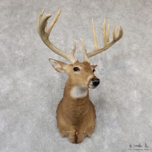 Whitetail Deer Shoulder Mount #19300 For Sale - The Taxidermy Store