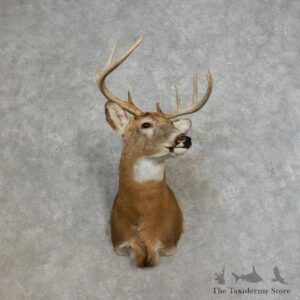Whitetail Deer Shoulder Mount For Sale #17265 @ The Taxidermy Store