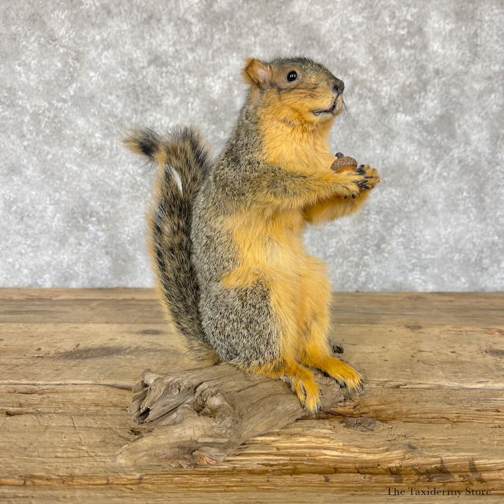 Fox Squirrel Life Size Mount For Sale #28223 @ The Taxidermy Store