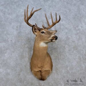 Whitetail Deer Shoulder Mount For Sale #15256 @ The Taxidermy Store
