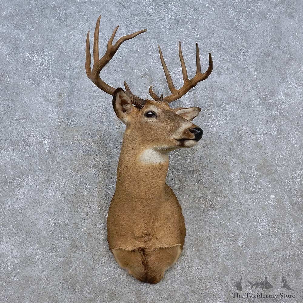 Whitetail Deer Shoulder Mount For Sale #15256 @ The Taxidermy Store