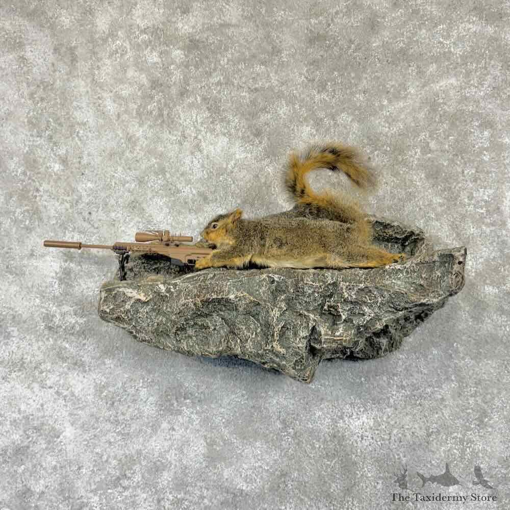 Sniper Squirrel Novelty Mount For Sale #30764 @ The Taxidermy Store