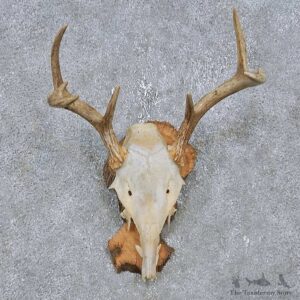 Whitetail Deer Antler Mount For Sale #14763 @ The Taxidermy Store