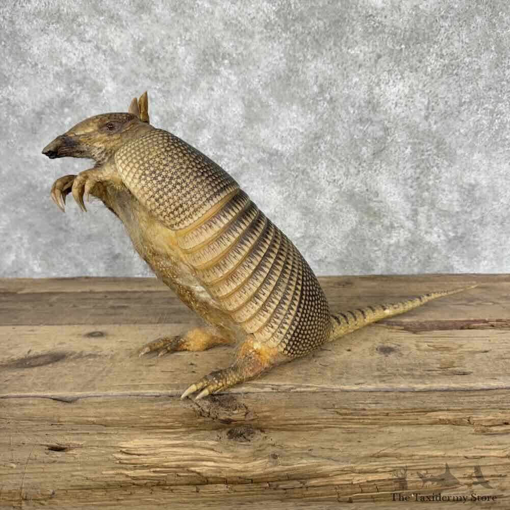 Armadillo Life Size Mount For Sale #32045 @ The Taxidermy Store