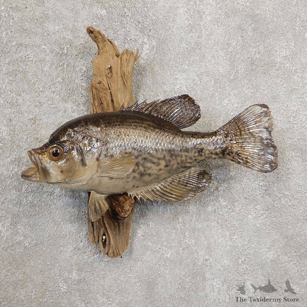 Black Crappie Taxidermy Fish Mount #20925 For Sale @ The Taxidermy Store