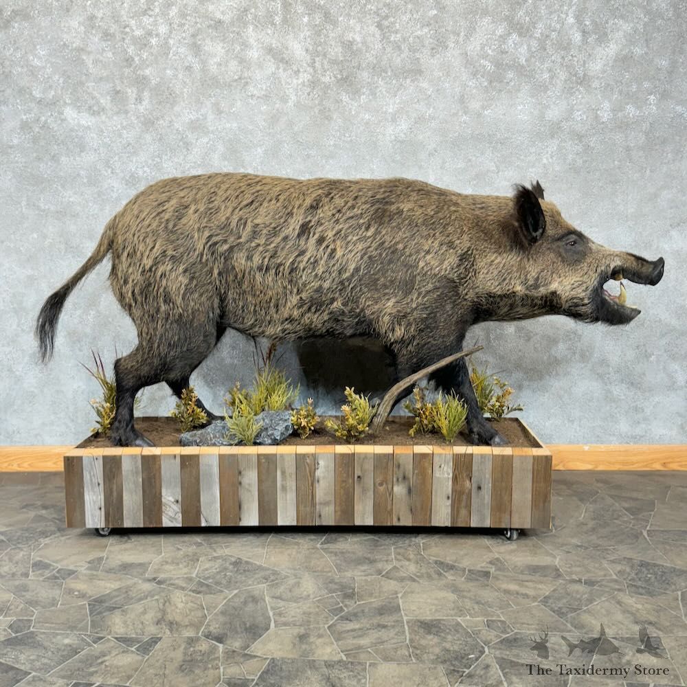Wild Boar Life-Size Mount For Sale #28782 @ The Taxidermy Store
