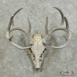 Whitetail Deer Skull European Mount For Sale #15998 @ The Taxidermy Store