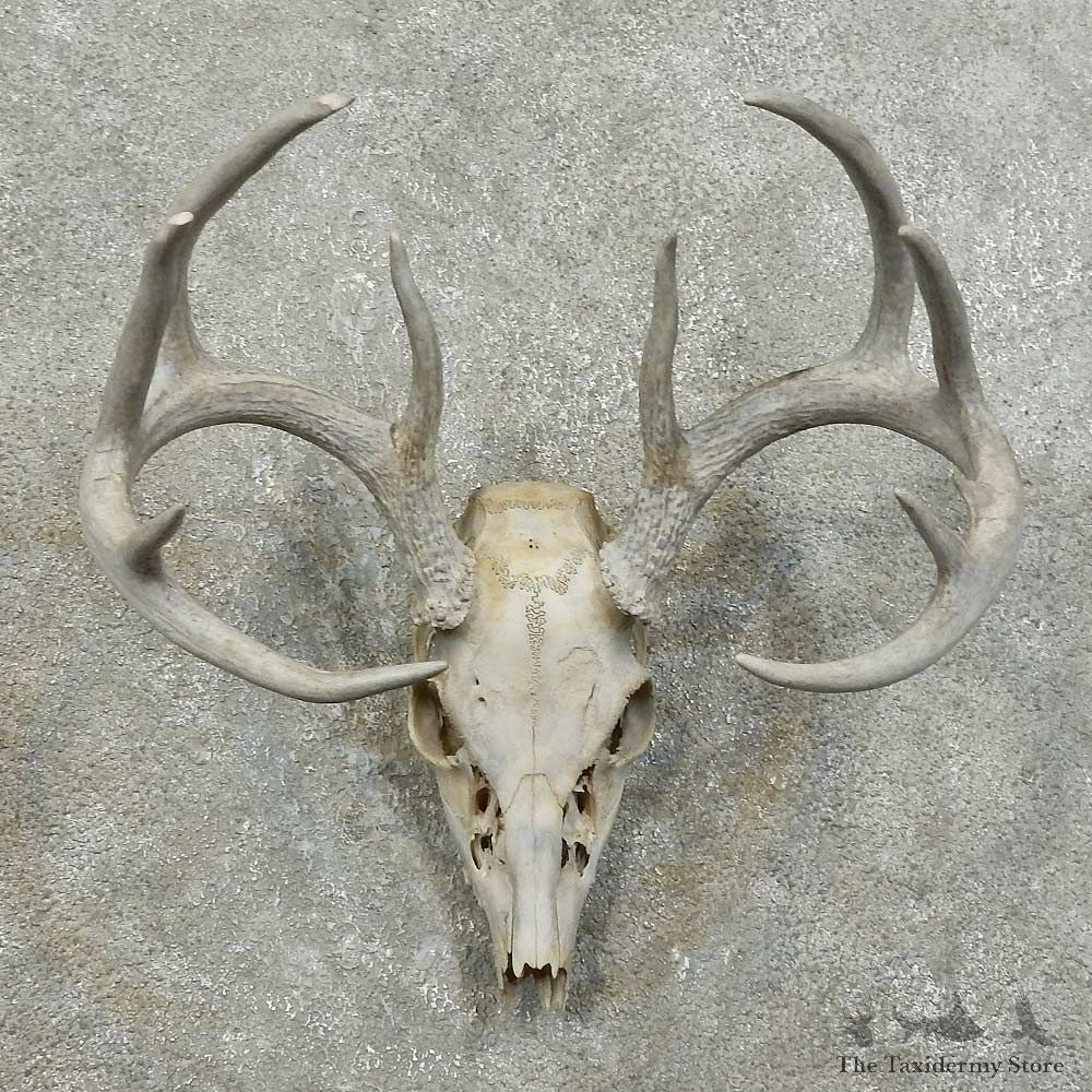 Whitetail Deer Skull European Mount For Sale #15998 @ The Taxidermy Store