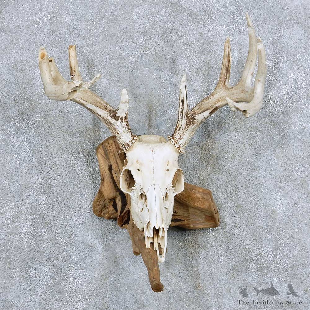 Corsican Ram Skull & Horn Mount For Sale #13892 For Sale @ The Taxidermy Store
