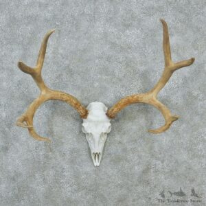 Mule Deer Skull & Horn European Taxidermy Mount #12841 For Sale @ The Taxidermy Store