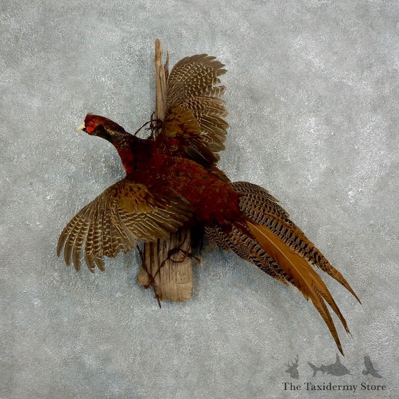 Golden Cross Pheasant For Sale #17660 @ The Taxidermy Store