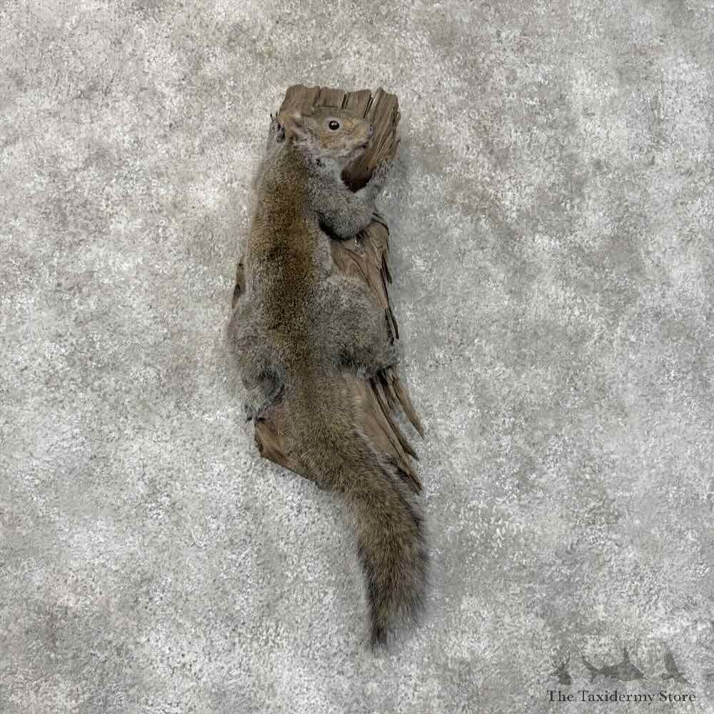 Grey Squirrel Life-Size Mount For Sale #30468 @ The Taxidermy Store