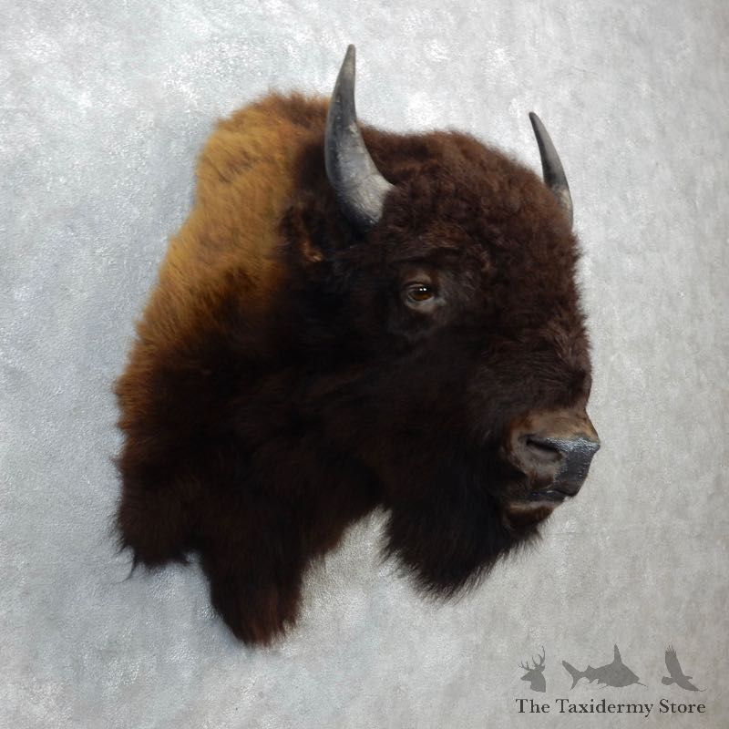 American Buffalo Shoulder Mount For Sale #18290 @ The Taxidermy Store