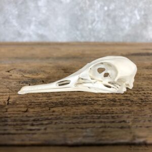 Hooded Merganser Duck Skull For Sale #19831 @ The Taxidermy Store