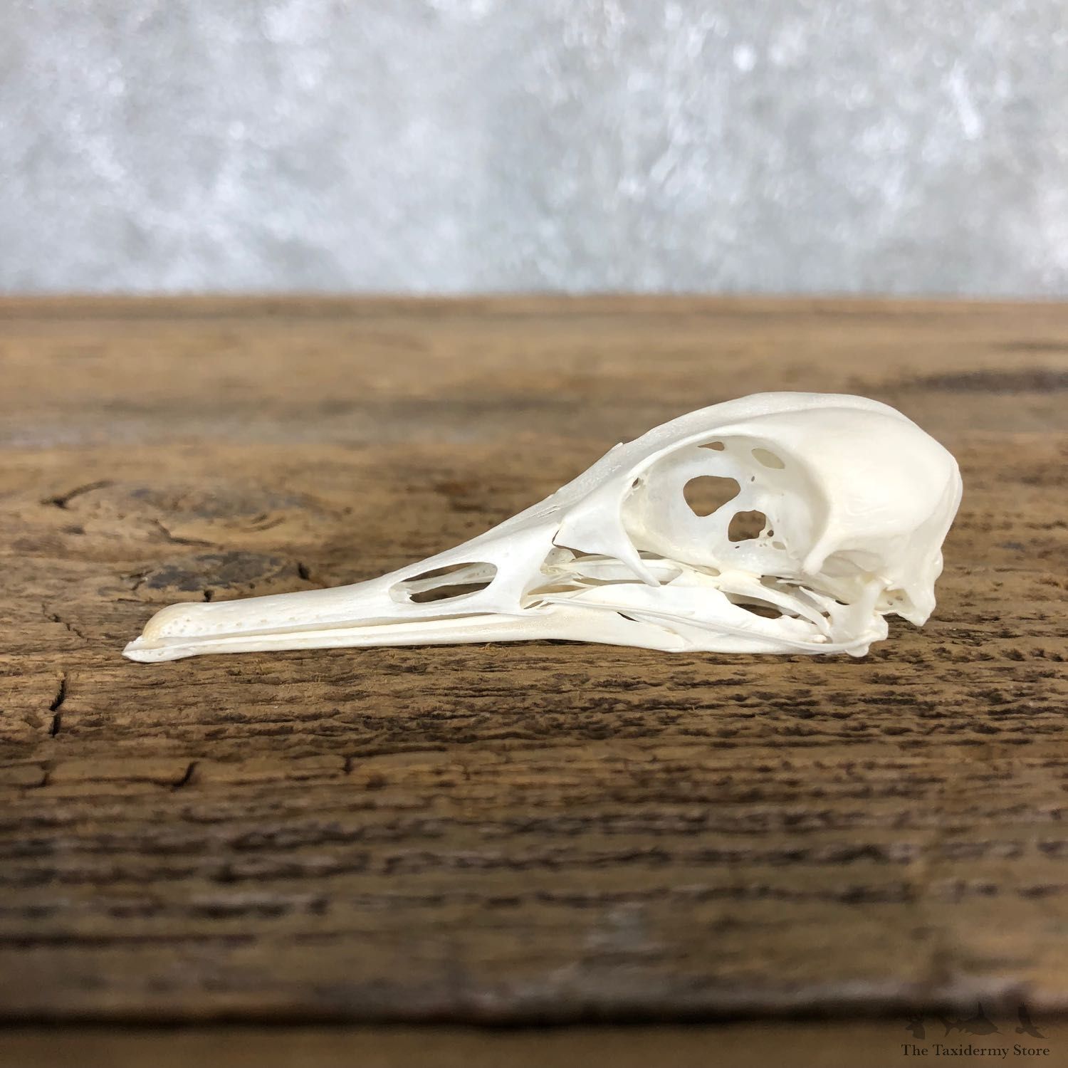 Hooded Merganser Duck Skull For Sale #19831 @ The Taxidermy Store